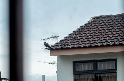 Low angle view of bird on building roof against sky