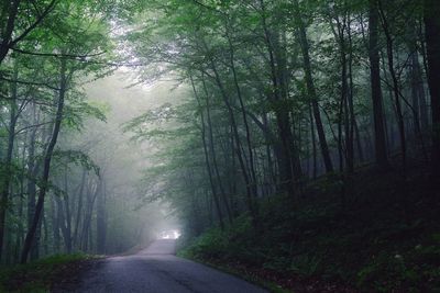 Road amidst trees in forest