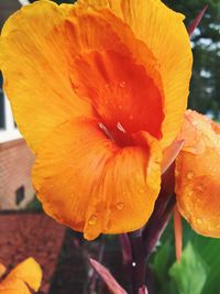 Close-up of orange flowers