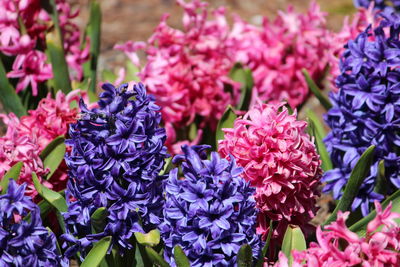 Close-up of purple flowering plants