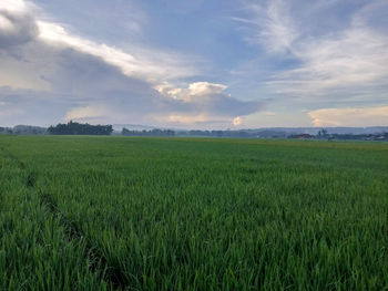 Scenic view of agricultural field against sky