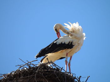 Low angle view of stork perching on nest against clear blue sky