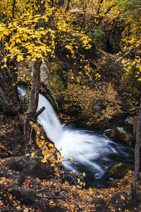 Scenic view of waterfall in forest