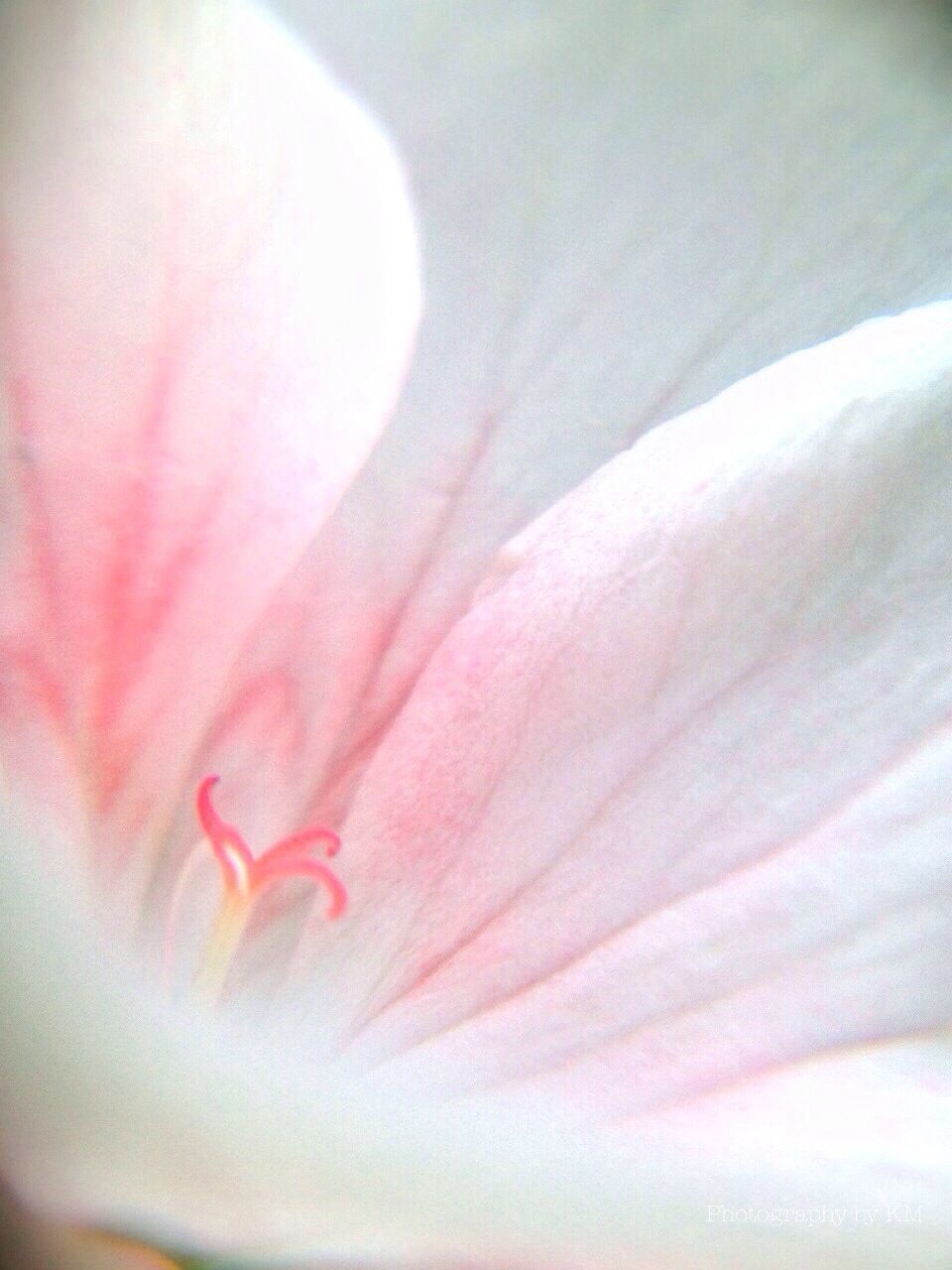 flower, petal, fragility, beauty in nature, flower head, full frame, freshness, close-up, backgrounds, extreme close-up, single flower, nature, growth, macro, pink color, stamen, selective focus, natural pattern, detail, softness