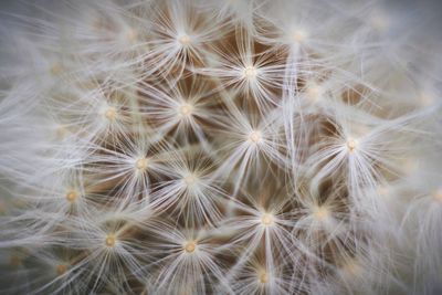 Close-up of dandelion