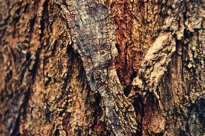 Close-up of tree trunk