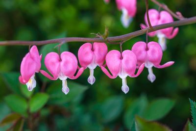 Close-up of pink flowering plants