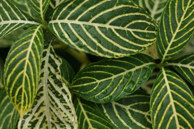 Full frame shot of green leaves