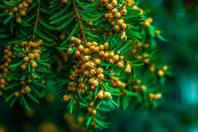 Close-up of pine tree