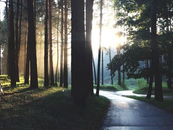 Road amidst trees in forest