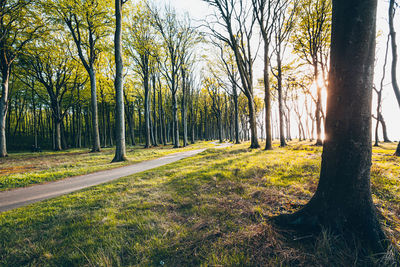 Trees in forest