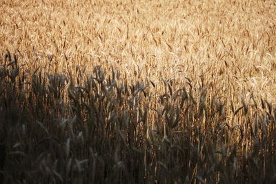 Full frame shot of crops on field