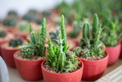 Close-up of potted plants