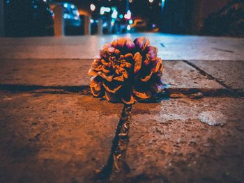 Close-up of orange rose on street at night