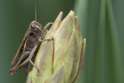 Close-up of insect on plant