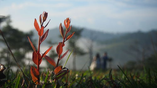 Close-up of red flowering plant on field against sky