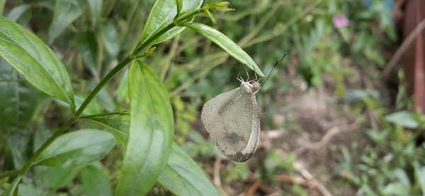 Close-up of butterfly on land