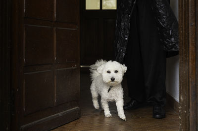 Portrait of dog on floor
