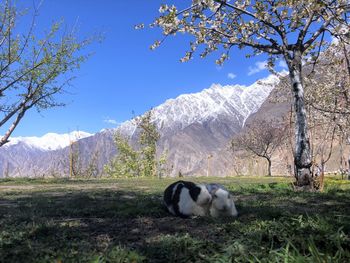 Rabbits sitting on field against snowcapped mountains