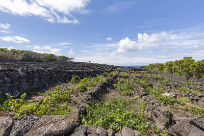 Plants growing on land against sky