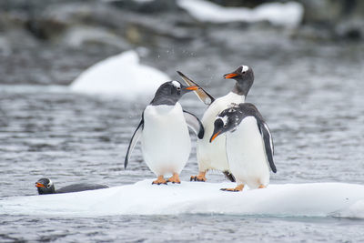 View of birds on snow