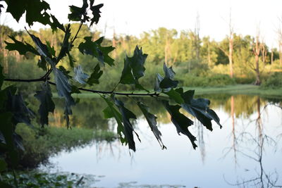 Close-up of plants by lake against sky