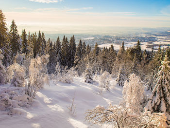 Trees on snow covered landscape against sky