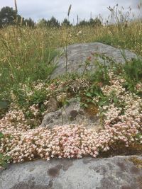 Close-up of flowering plants on land