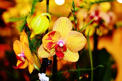 Close-up of pink flowers
