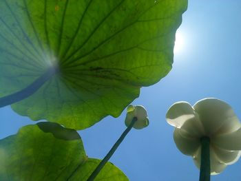 Low angle view of green leaves against sky