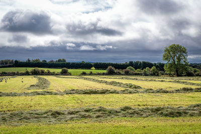 Scenic view of agricultural field against sky