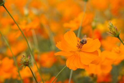 Close-up of butterfly pollinating on orange flower