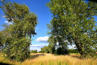 Trees on field against sky