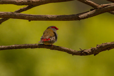 Close-up of bird perching on branch