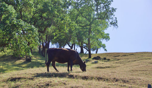 Horse standing in a field