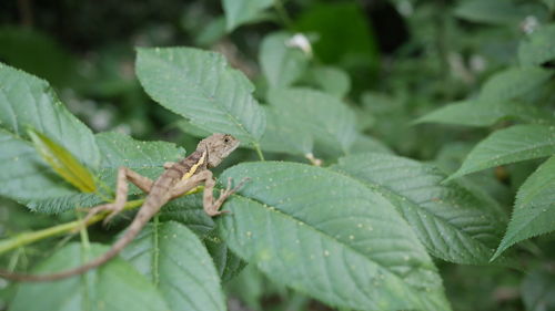 Close-up of insect on leaf