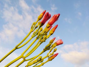 Low angle view of flowering plant against sky