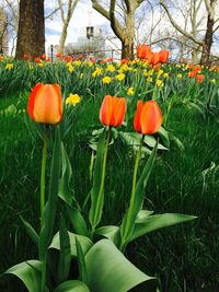 Close-up of red tulips blooming in field