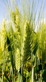 Close-up of crops growing on field