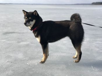 Black dog in snow