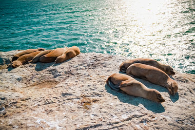 High angle view of horse resting on beach