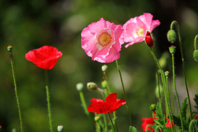 Close-up of pink flowering plant