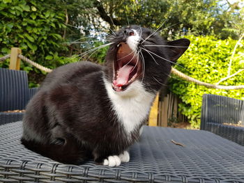 Close-up of cat yawning by tree