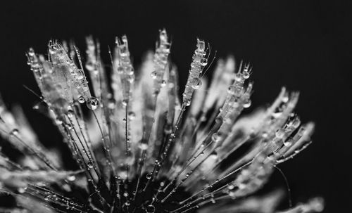 Close-up of water drops on flowers