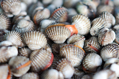 Full frame shot of clams