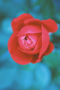 Close-up of red rose