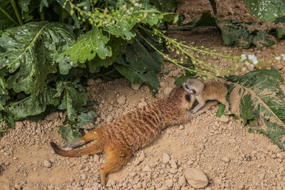 High angle view of cats relaxing on field