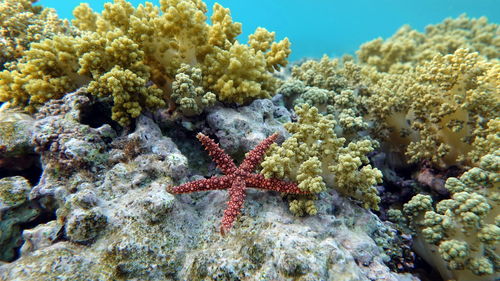 Starfish - asteroidea acantas - acanthasteridae crown of thorns.