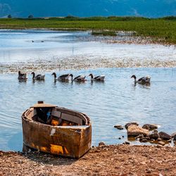 View of birds on beach