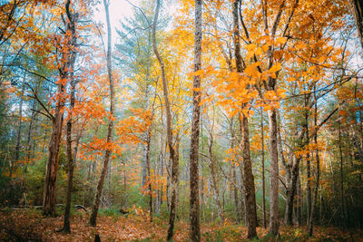 Close-up of trees in forest
